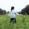 蔷薇价格_蔷薇图片_蔷薇产地_蔷薇绿化苗木苗圃基地