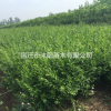 小叶女贞价格_小叶女贞产地_小叶女贞绿化苗木苗圃基地