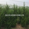 直生龙柏价格_直生龙柏产地_直生龙柏绿化苗木苗圃基地