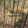 刚竹价格_刚竹图片_刚竹产地_刚竹基地
