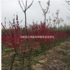 江苏沭阳红花碧桃