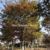 江苏沭阳榉树