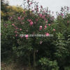江苏沭阳木槿