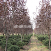 紫叶李批发。紫叶李图片。紫叶李基地。