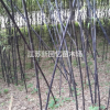 江苏沭阳紫竹价格\紫竹行情\紫竹行情趋势
