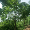 大量出售重阳木/江苏苗圃重阳木价格/重阳木基地照片