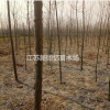 江苏沭阳苗圃出售1-15公分意杨绿化工程苗，量大从优