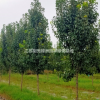 江苏苗圃彩叶豆梨价格/彩叶豆梨图片/彩叶豆梨装车