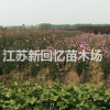 江苏沭阳洒金柏30公分40公分50公分价格_洒金柏批发