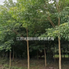 重阳木图片_重阳木产地_重阳木绿化苗木苗圃基地