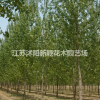 大量供应速生杨树，白杨树 意杨 规格齐全