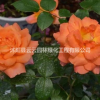 红丛容月季 月季花 红从容月季大花丰花月季 盆栽月季花苗工程