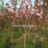 江苏樱花出售 樱花供应报价
