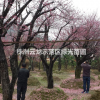 红梅,梅花,湖南红梅,湖南梅花,大红梅,红梅基地,精品红梅