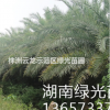 海枣,棕榈