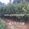 供应大叶女贞,湖南大叶女贞,湖南女贞,女贞树
