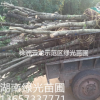 供应8公分,10公分,12公分,15公分征收桂花,切杆桂花