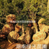 出售8公分罗汉松,8公分湖南罗汉松