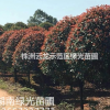 湖南精品高杆红叶石楠,精修剪高杆红叶石楠