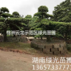 自家苗圃培养的一对园林景观精品造型罗汉松出售