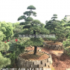 自家苗圃湖南五针松,造型五针松,精品造型五针松