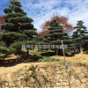 湖南株洲五针松批发,造型五针松出售,精品五针松
