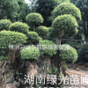 香樟,香樟树,香樟直销,香樟价格,香樟桩,香樟古桩