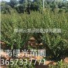 丛生紫薇,湖南丛生紫薇基地,专供丛生紫薇,自产自销