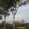 精品栾树3一20栾树基地/栾树价格/栾树产地/栾树图片