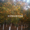 北美枫香8一22公分北美枫香基地/价格/图片/产地/行情