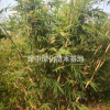 箬竹1一4米冠箬竹基地/箬竹价格/箬竹图片/箬竹产地行情