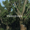 50一120公分古银杏价格古银杏图片
