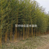 低价供应金镶玉竹基地/价格/图片