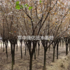 处理红叶李5一10公分