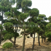 基地供应各种龙柏造形树基地/价格/产地/图片行情1——5米高