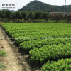 夏鹃价格_夏鹃图片_夏鹃产地_夏鹃绿化苗木苗圃基地