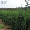 塔桧价格_塔桧图片_塔桧产地_塔桧绿化苗木苗圃基地