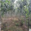 农户直销适合南北方种植国光苹果苗 大量批发3公分矮化苹果苗