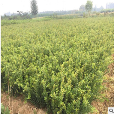 大量批发品种多样泰山红石榴苗 基地出售1-5公分蒙阳红石榴苗