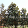 广玉兰树苗批发工程绿化风景树 玉兰树苗庭院植物芳香植物可盆栽