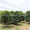 金桂树苗批发桂花苗 庭院绿化芳香花卉植物四季桂花树苗规格齐全
