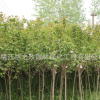 速生白蜡树苗批发 园林工程绿化苗木 庭院观叶植物白蜡小苗