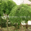 园林绿化苗木龙抓槐树苗批发行道观叶植物庭院绿化龙抓槐苗