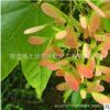 直销五角枫树苗绿化苗木庭院观赏量大从优五角枫树苗规格齐全基地