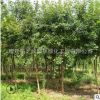 五角枫树苗批发工程绿化苗木五角槭苗 五角枫树苗 园林观赏植物