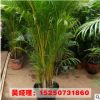 基地批发 室内大型盆栽花卉 凤尾竹 盆景植物 净化空气除甲醛