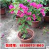 批发三角梅盆栽花苗 珍品重瓣三角梅盆栽 爬藤攀援花卉绿植