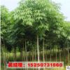 直销工程苗供应七叶树树七叶树小苗 规格齐全 园林绿化观叶植物