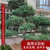 五针松盆景树桩造型 悬崖提根微型五针松盆景锦松大阪松