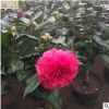 即墨茶花种植基地 四季开花嫁接茶花 室内庭院嫁接盆栽 可批发